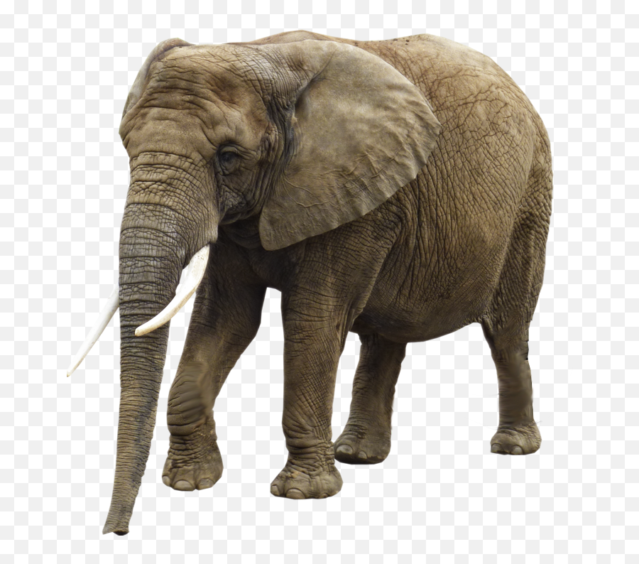 Elephant Png - Elephant Transparent Background Emoji,Elephant Png