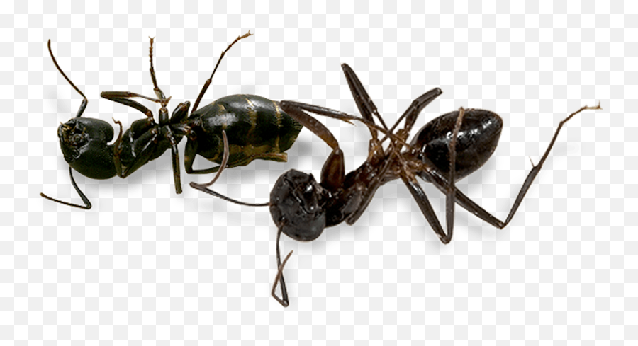 Download Hamilton Pest Is The Only - Transparent Pest Full Emoji,Ants Png