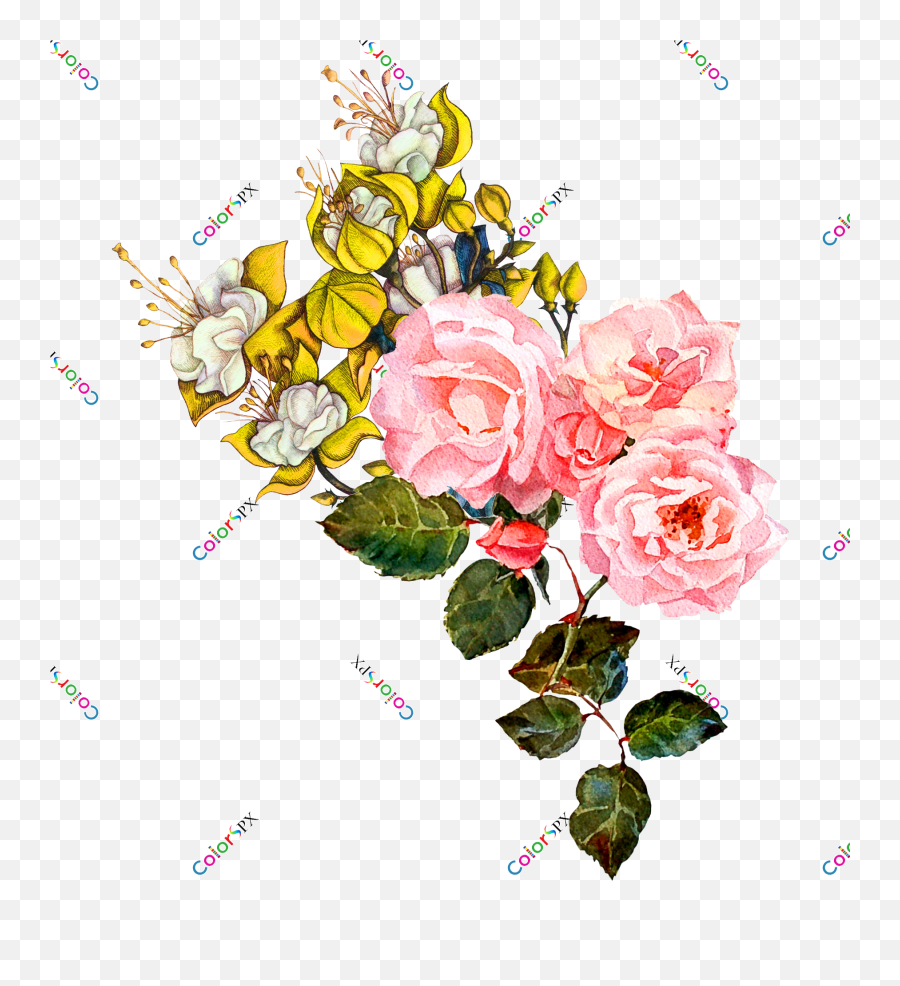 Red Roses Png Background Rose Flower Orchid Flower Png Emoji,Orchid Transparent Background