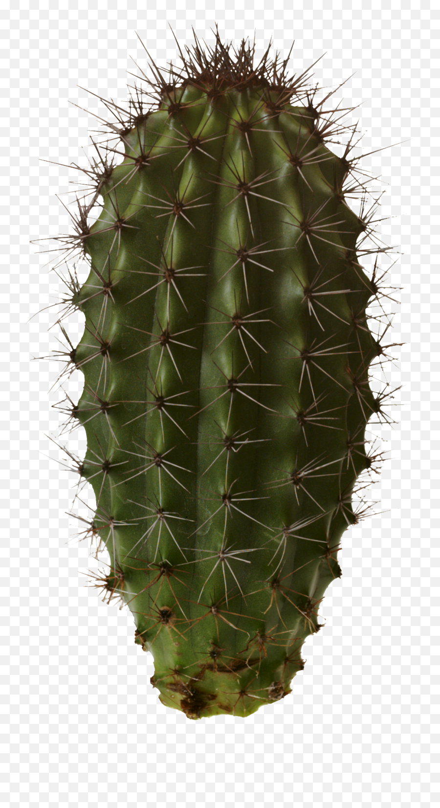 Collection Cactus Clipart Png - Cactus Png Emoji,Cactus Clipart