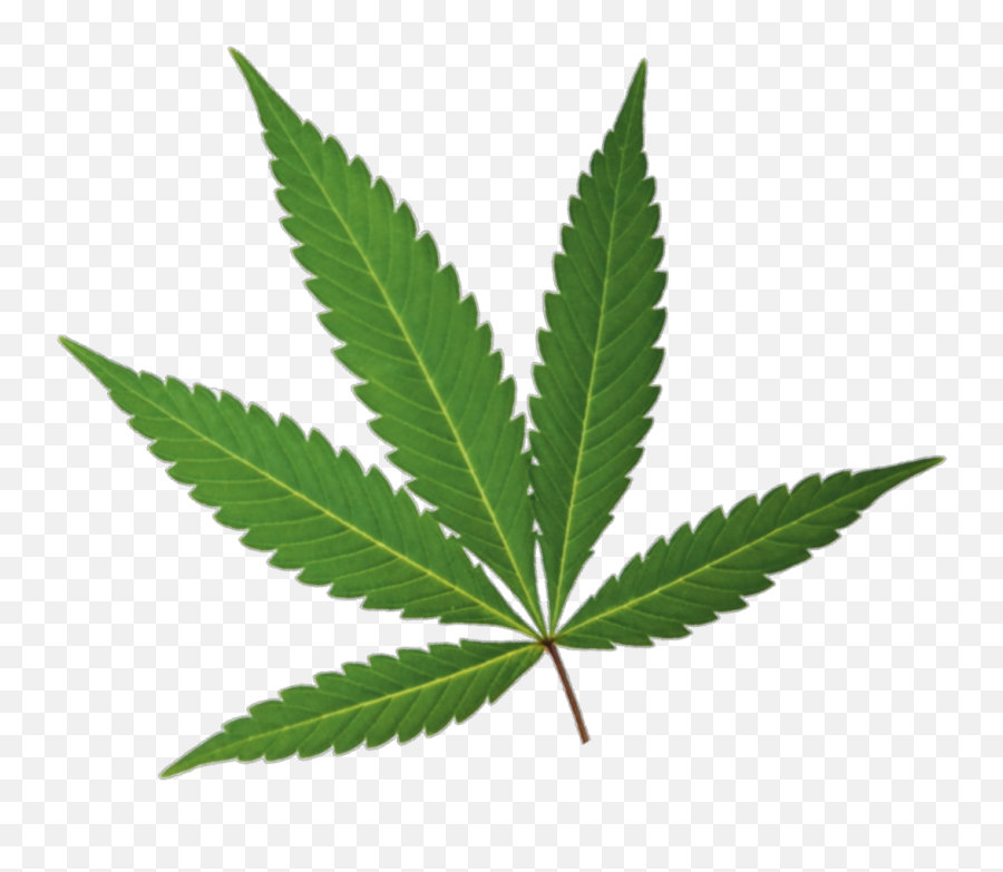 Marijuana Leaf - Leaf Marijuana Png Emoji,Marijuana Leaf Png