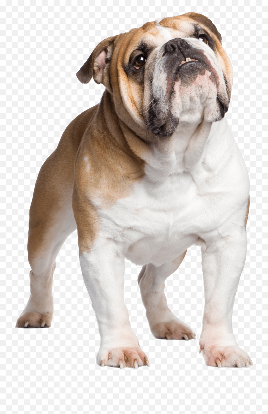 Standing Bulldog Png File - Bulldog Png Emoji,Bulldog Png