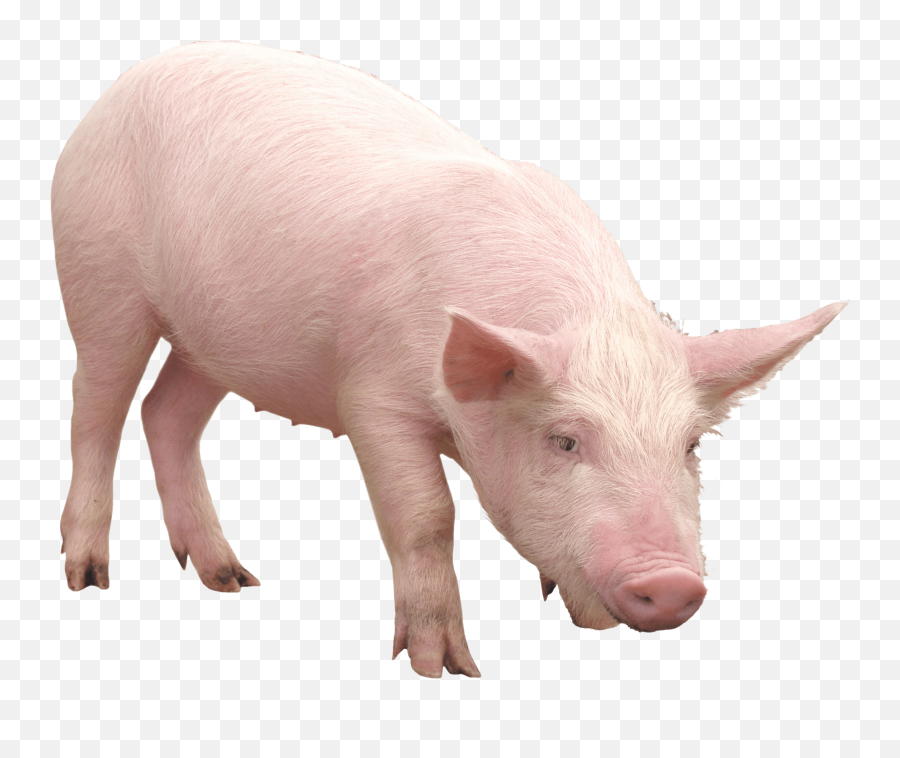 Pink Pig Clipart - Transparent Background Pig Png Emoji,Pig Clipart