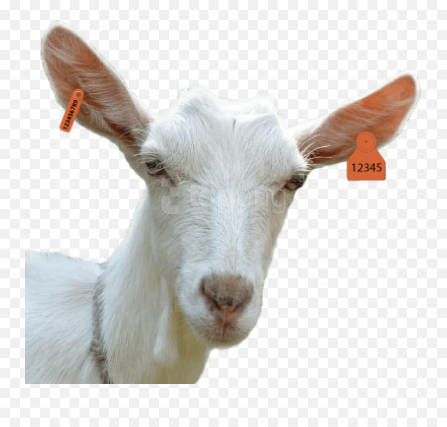 Pattern Goat Png - Png Goat Head Emoji,Goat Png