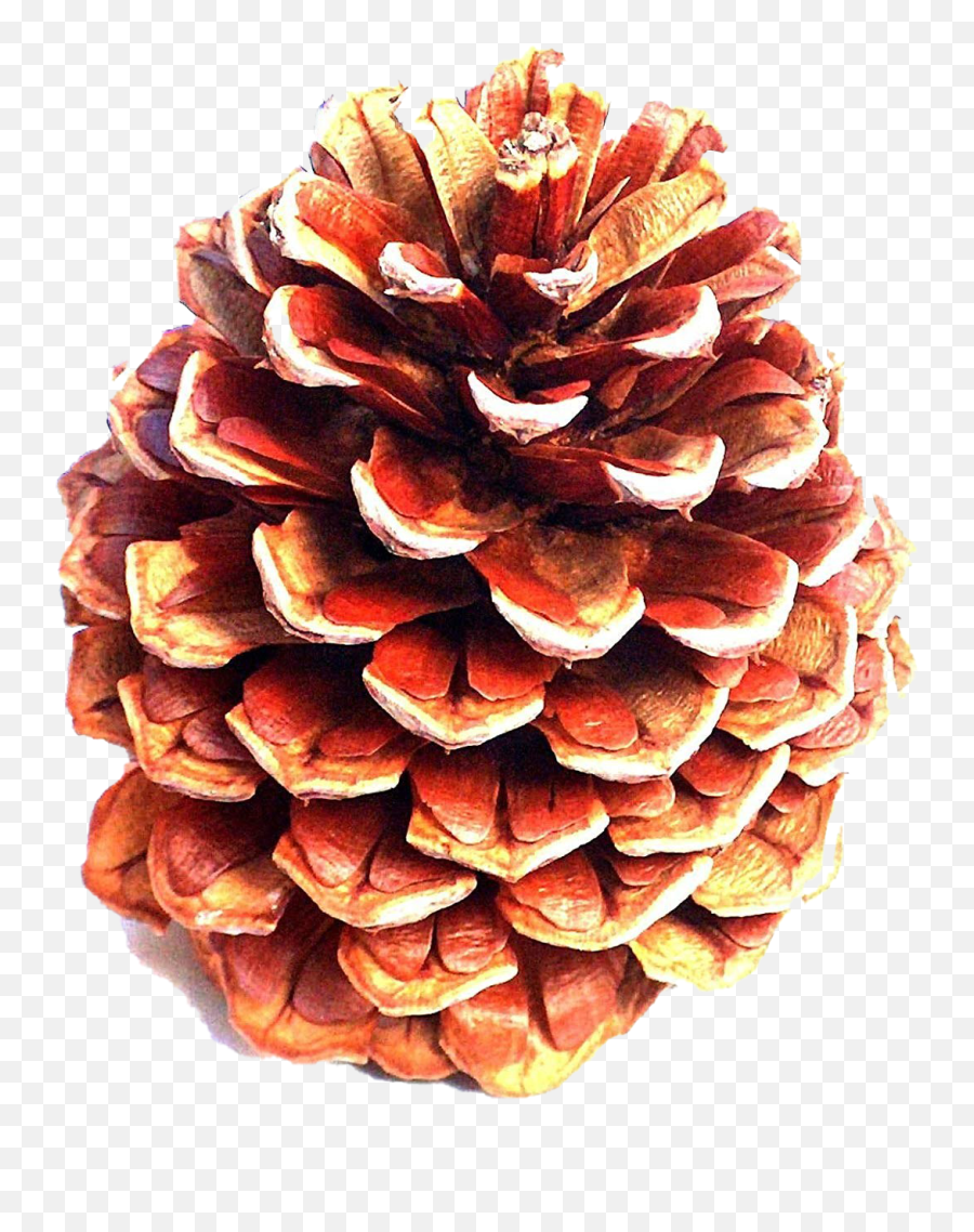Pinecone Png Clipart - Ponderosa Pine Cone Emoji,Pine Cone Clipart