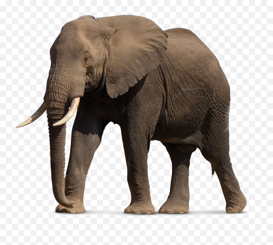 African Elephant Png File - Elephant Png Emoji,Elephant Png