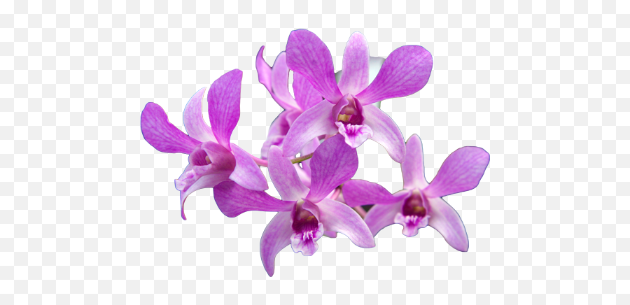 Download Hd Tropical Orchid Png Transparent Png Image Emoji,Orchid Transparent Background
