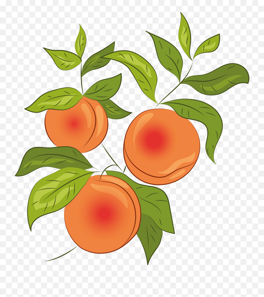 Peach Clipart - Superfood Emoji,Peach Clipart