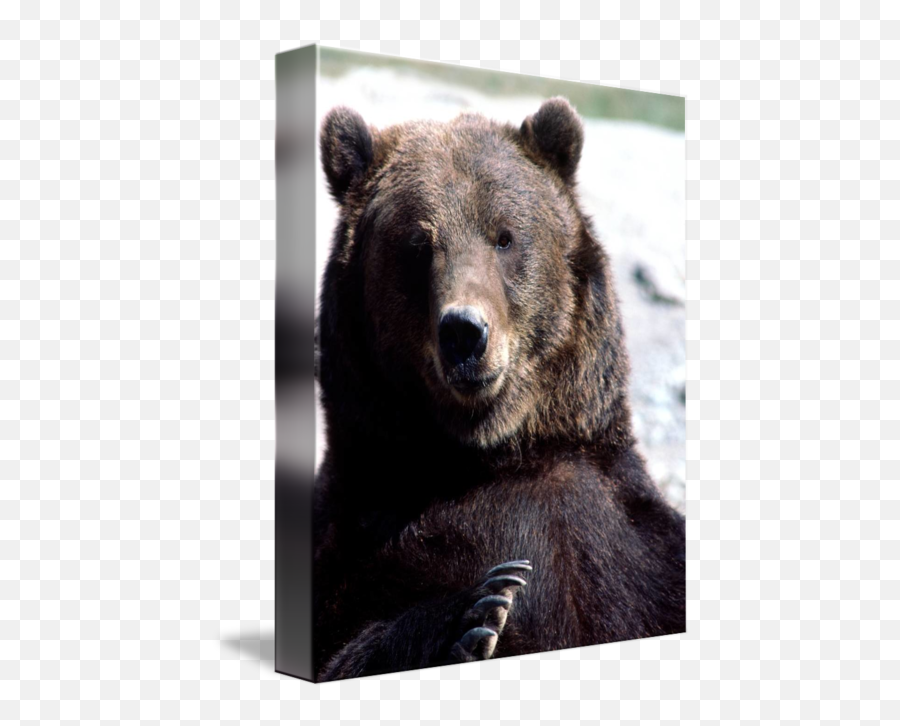 Bear Claw By Buffaloworks Photography Emoji,Bear Claw Png