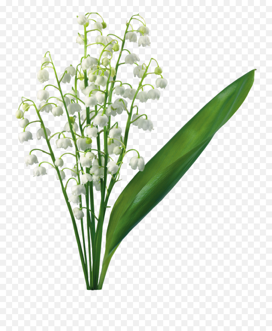 Lily Flower Clip Art - Lily Of The Valley Transparent Background Emoji,Easter Lily Clipart