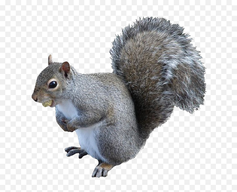 Squirrel Png High - Squirrel Png Emoji,Squirrel Png