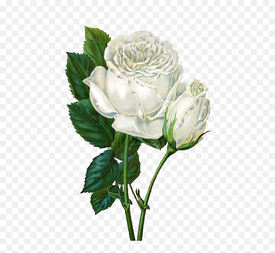 Vintage Roses Png - White Rose Clipart Vintage Vintage White Rose Free Clipart Emoji,White Rose Png