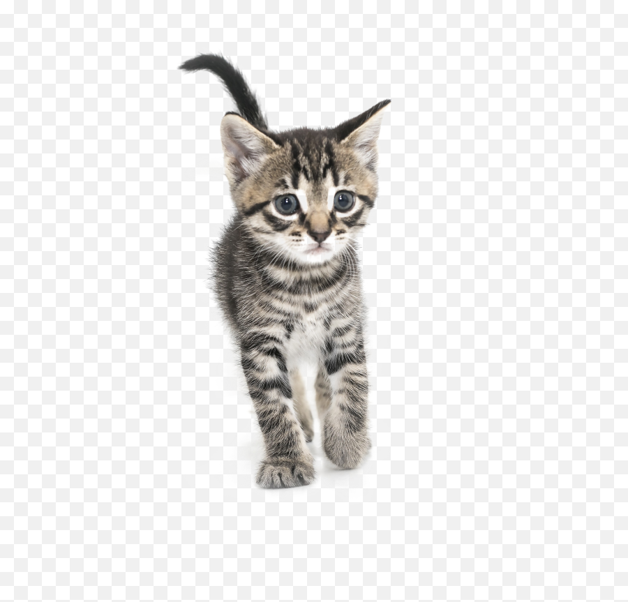 Kitten Png High - Cat Png High Resolution Emoji,Kitten Png