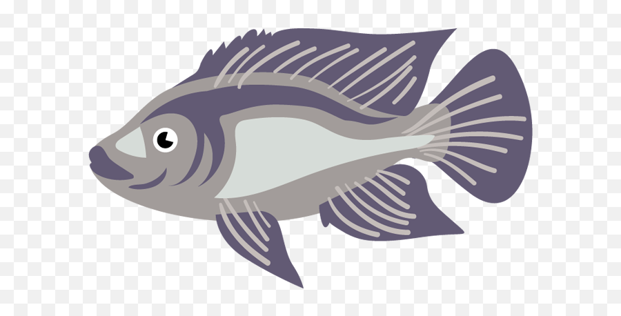 Tilapia Mojarra Tuxtla Gtz Chiapas - Rayfinned Fish Full Emoji,Fish Emoji Png