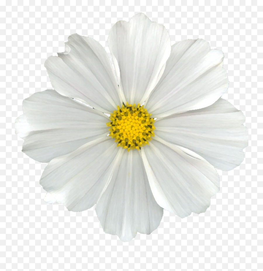 Daisy Flowers No Background Png Image - Lovely Emoji,White Flower Png
