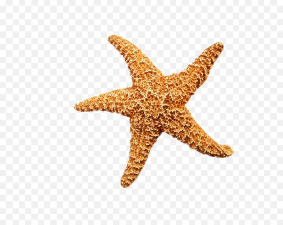 Starfish Cartoon Clipart - Starfish Png Emoji,Starfish Clipart