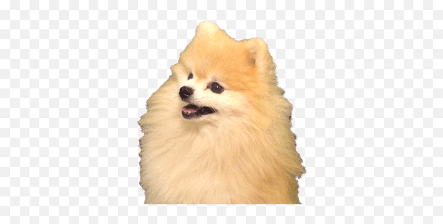 Gabe The Dog Bork Pnglib U2013 Free Png Library Emoji,Doge Transparent Background