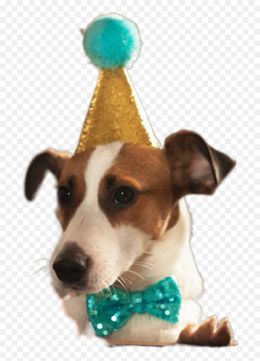 Best 9 Party Hat Images Hd Free Download Transparent Emoji,Birthday Hat Transparent Png
