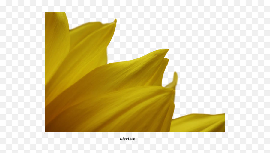 Flower Clipart Flower Daisy Family Plant Stem For Flowers Emoji,Yellow Daisy Clipart