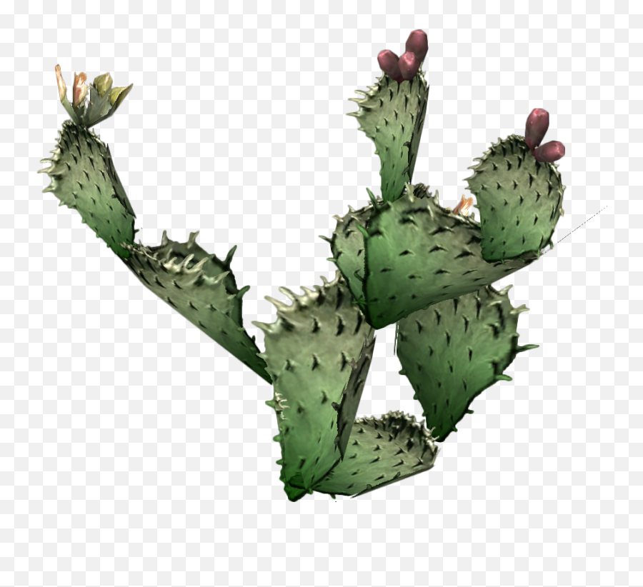 Cactus Clipart Png Photos - Prickly Pear Cactus Png Emoji,Cactus Clipart