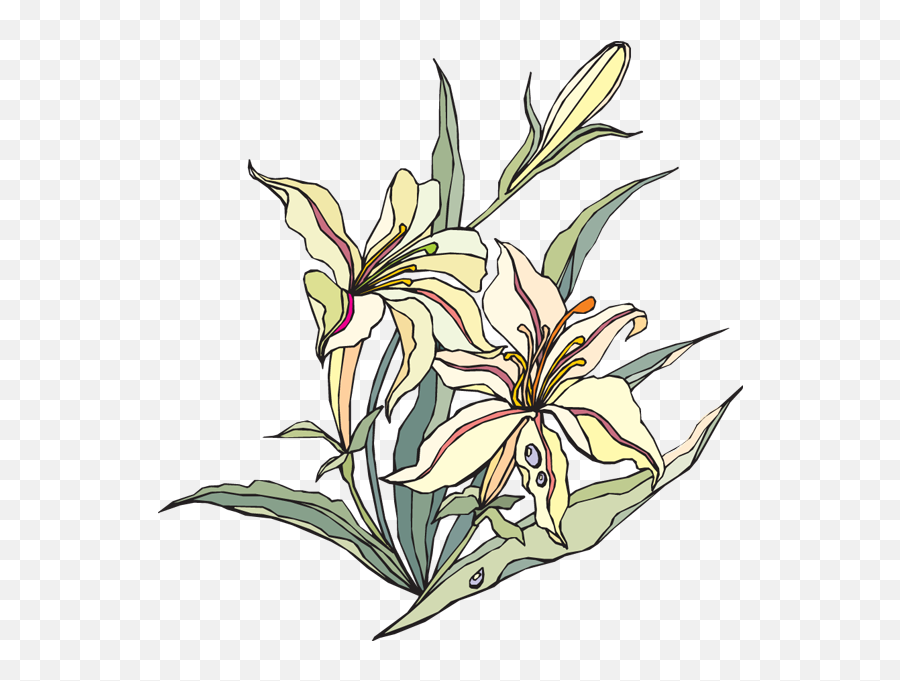 Clip Art Png Image With No Background - Lily Of The Valley Png Watercolor Emoji,Easter Lily Clipart