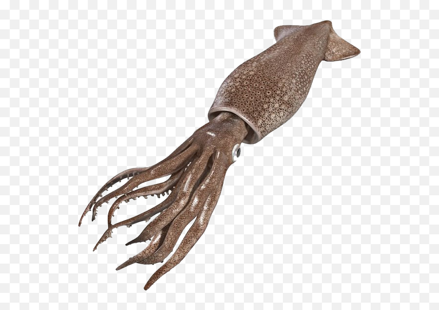 Real Squid Png Clipart Background - Squid Free Emoji,Squid Clipart