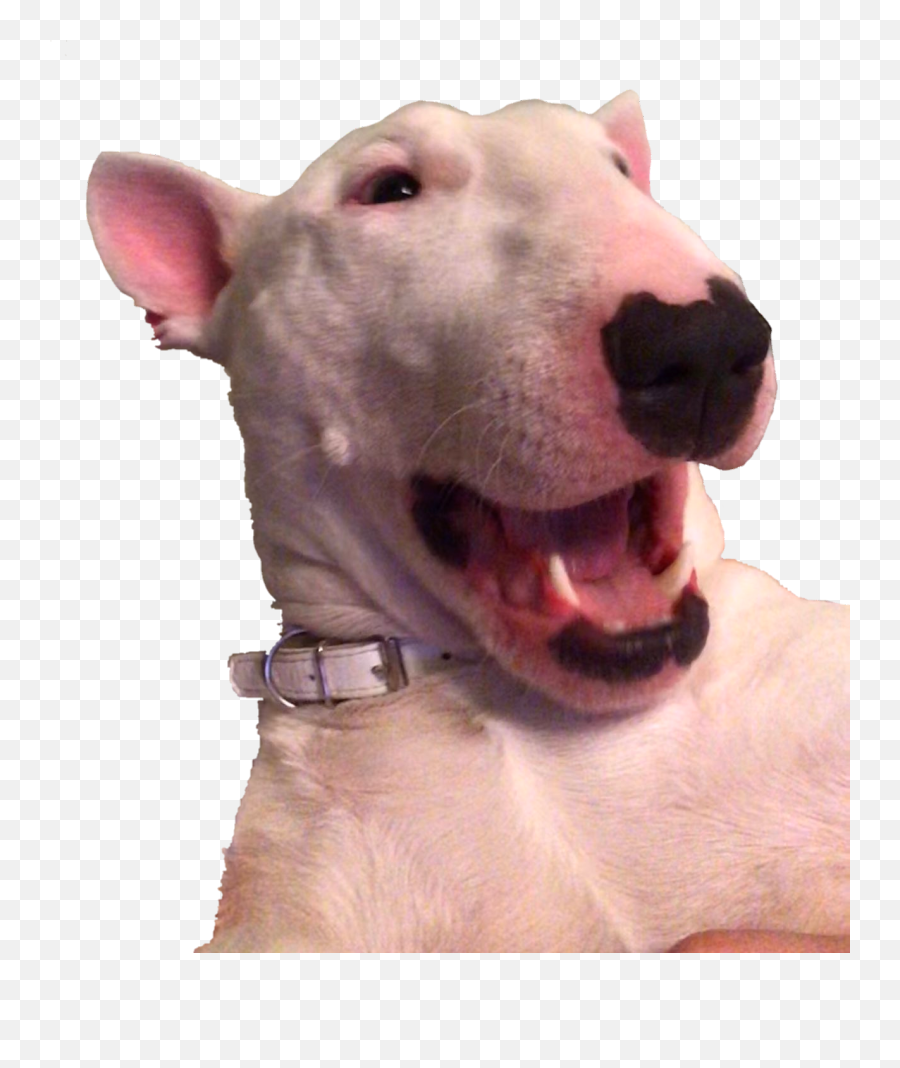 106 Best Transparent Png Images On Pholder Photoshop - Walter Dog Transparent Emoji,Doge Transparent Background