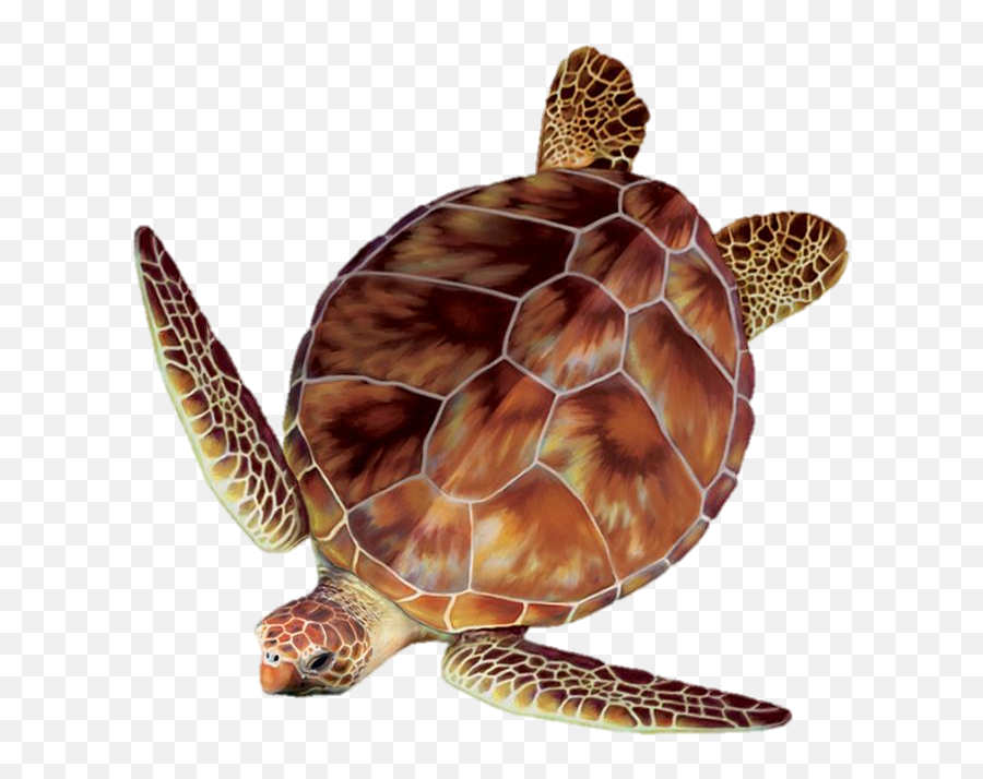 Clipart Turtle Loggerhead Turtle Clipart Turtle Loggerhead - Real Sea Turtle Top View Emoji,Sea Turtle Clipart