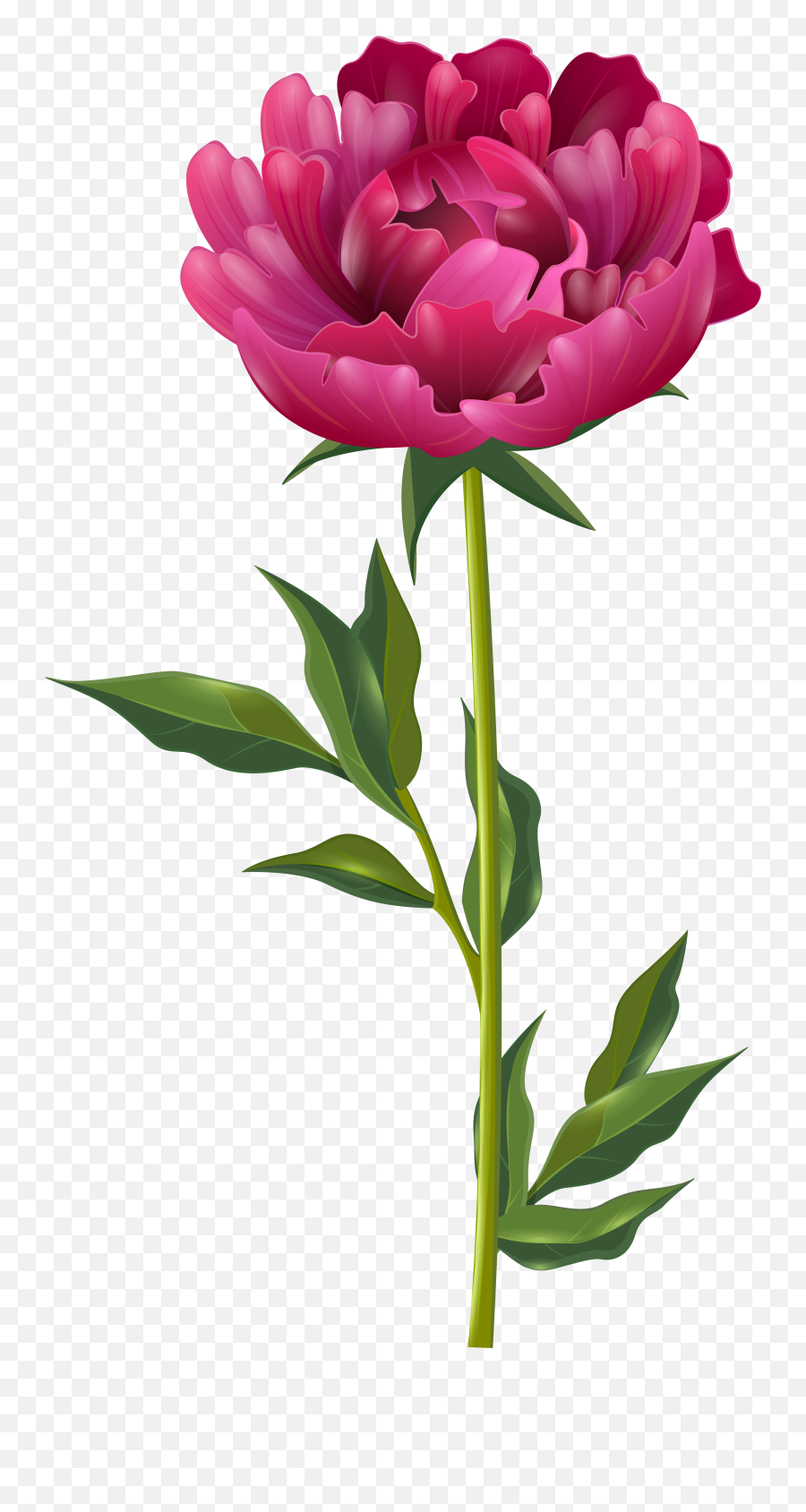 Peony Clipart - Clipart Best Peony Flower Transparent Emoji,Flower Background Png