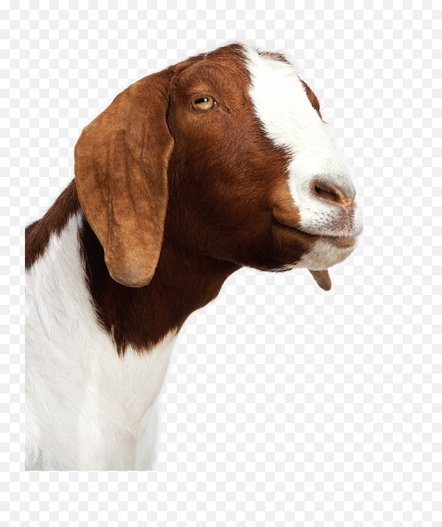 Goat Png Image - Transparent Background Goat Png Emoji,Goat Png