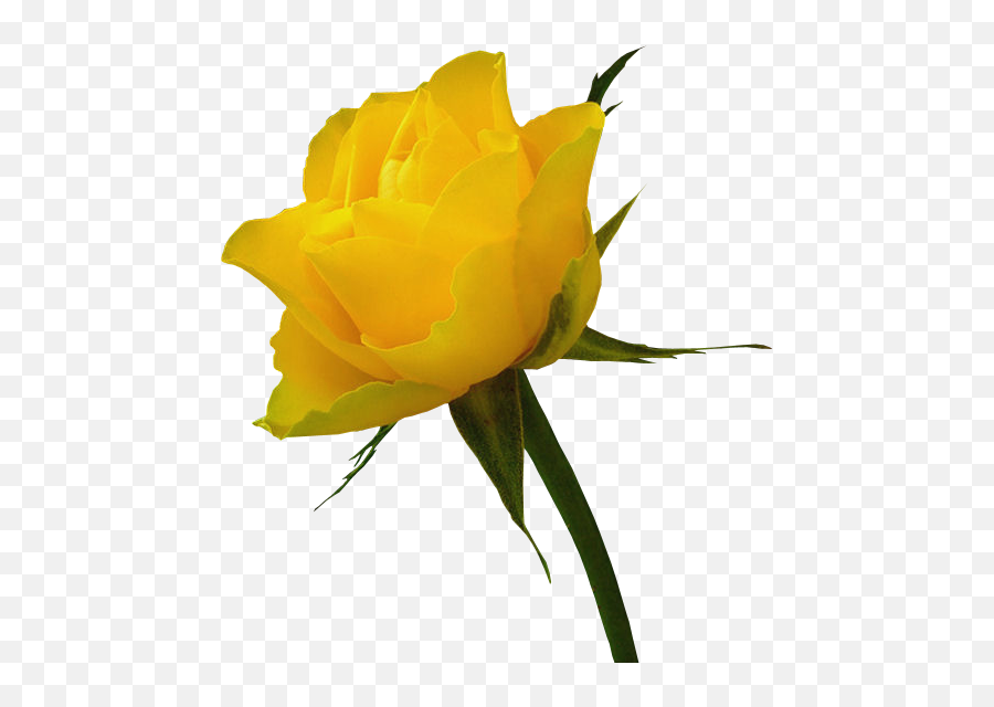 Yellow Rose Images Roses Png Transparent Free Image - Png Images Of Yellow Roses Emoji,Roses Transparent