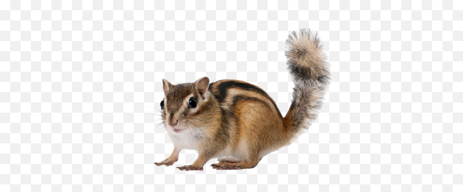 Chipmunk Control A1 Exterminators Wildlife Control - Zodiac Sign Is A Squirrel Emoji,Squirrel Transparent Background