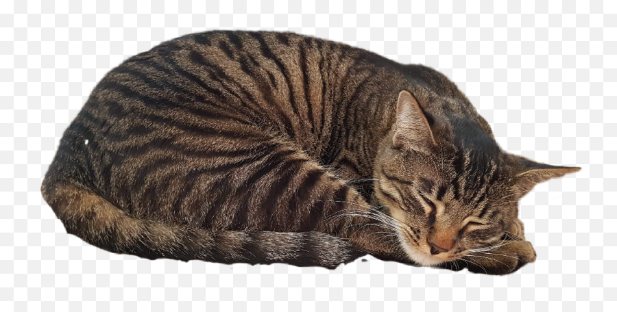 Tabby Cat Transparent Cartoon - Sleeping Tabby Cat Transparent Emoji,Cat Transparent