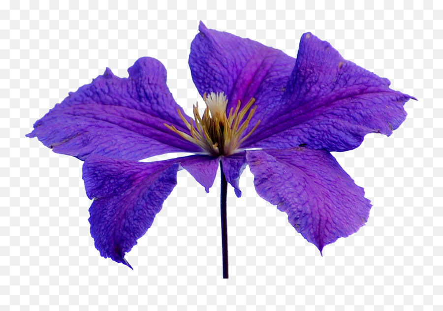 Clematis Flowers Png Free Background Emoji,Iris Flower Png