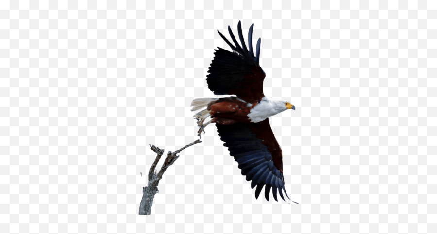 Best 81 Eagle Png Hd Transparent Background A1png Emoji,Eagle Transparent Background