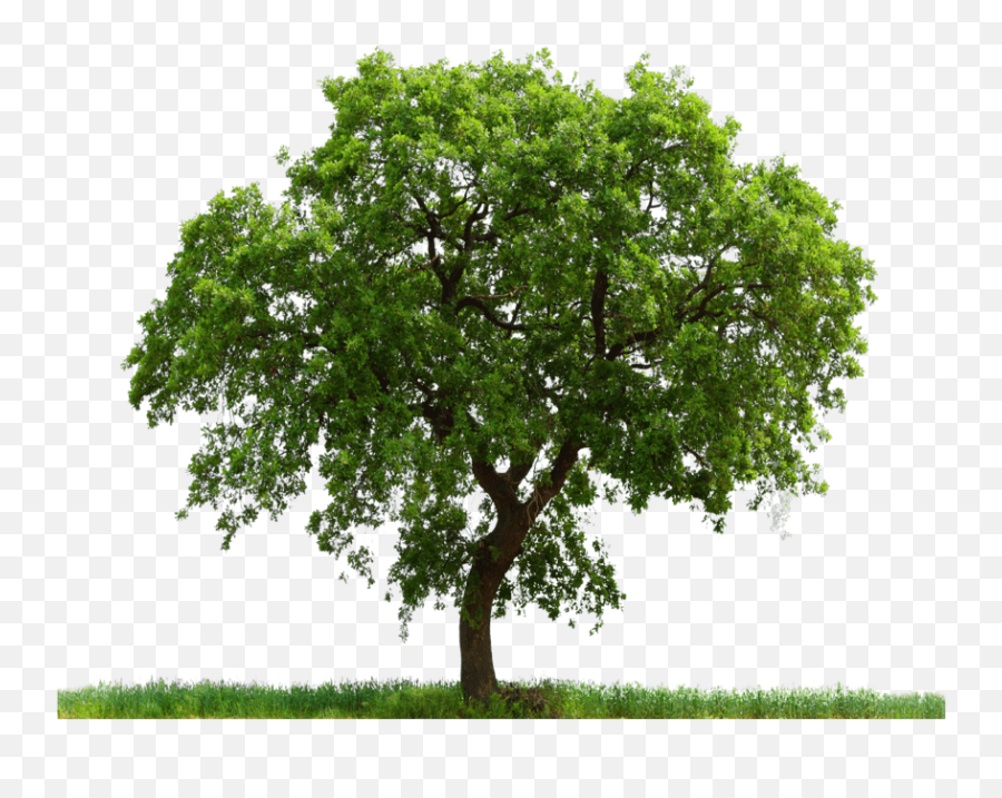 Download Tree Free Png Transparent Image And Clipart - Tree White Background Hd Emoji,3 Png