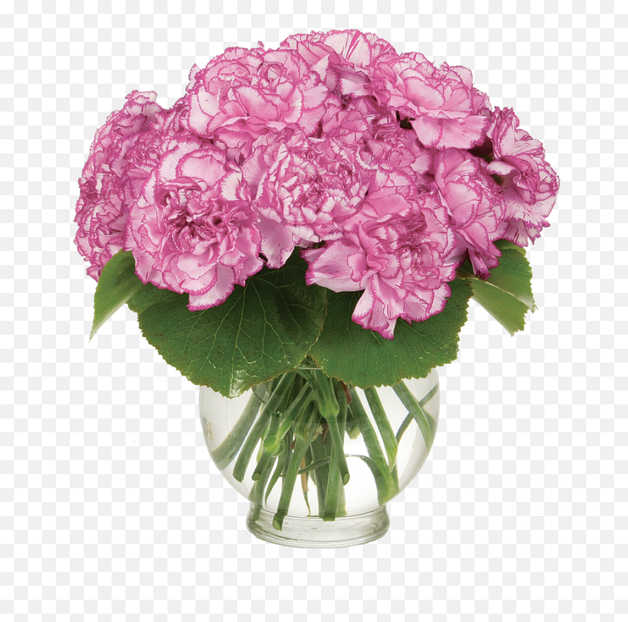 A Vase With Greenery - Carnation Emoji,Greenery Png