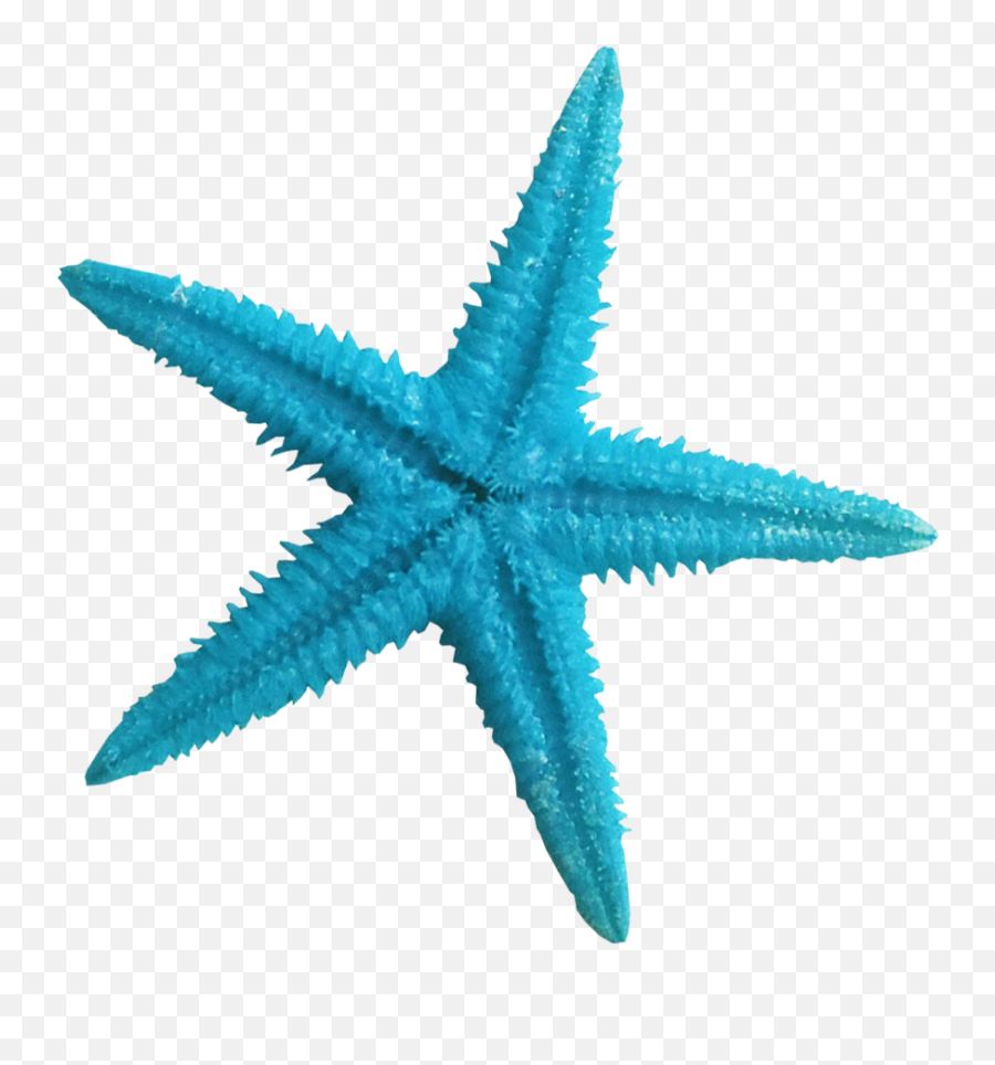 Starfish Cartoon Png - Starfish Png Emoji,Starfish Clipart