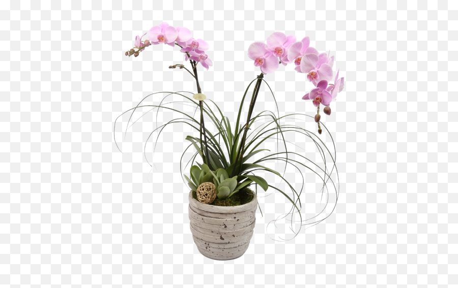 Tuscan Orchid Plant - Fantastic Gift Orchid Png Transparent Potted Emoji,Plant Transparent Background