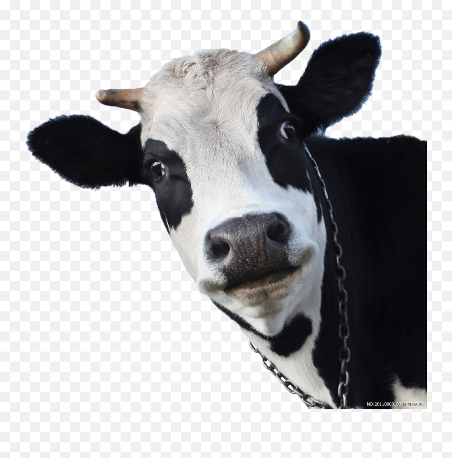 Download Sheep Friesian Cow Wallpaper - Cow Close Up Png Emoji,Cow Png