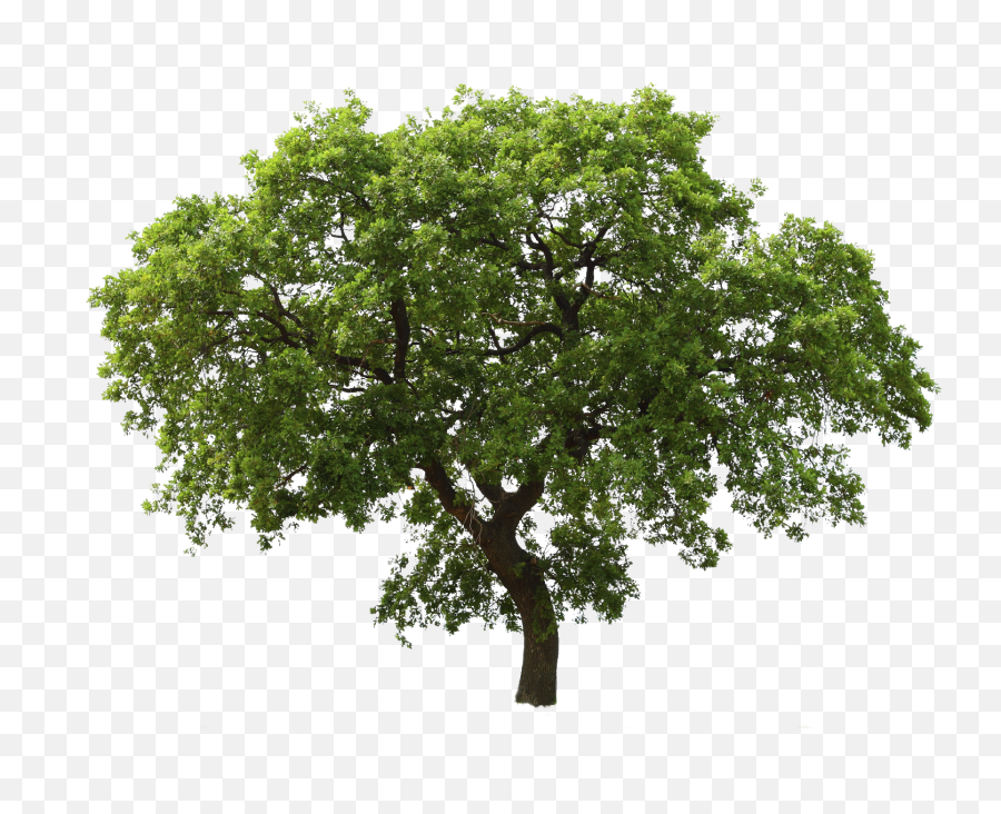Tree Png Image Emoji,Tree Png