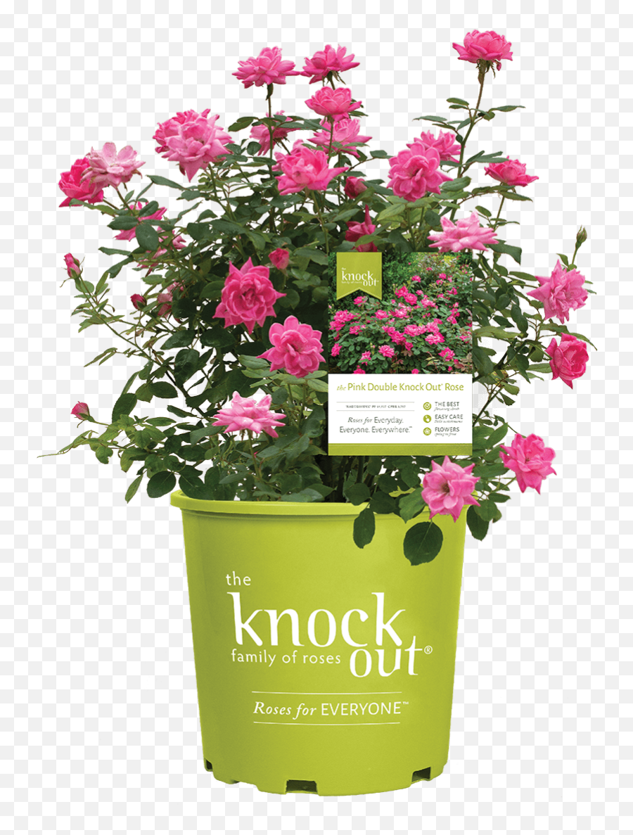 Home - Star Roses And Plants Home Depot Knockout Roses Emoji,Png Roses