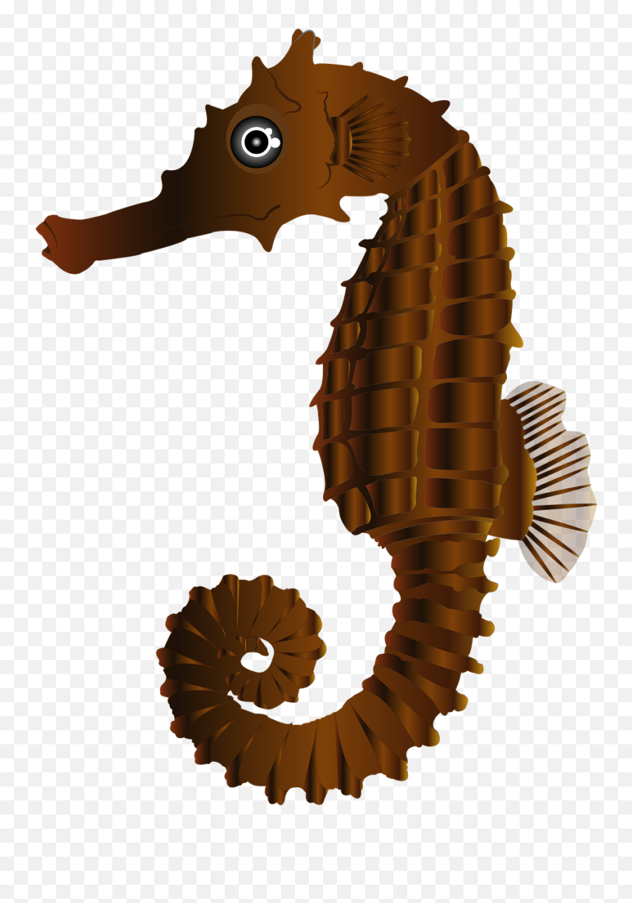 Seahorse Brown Nature - Brown Seahorse Emoji,Seahorse Clipart