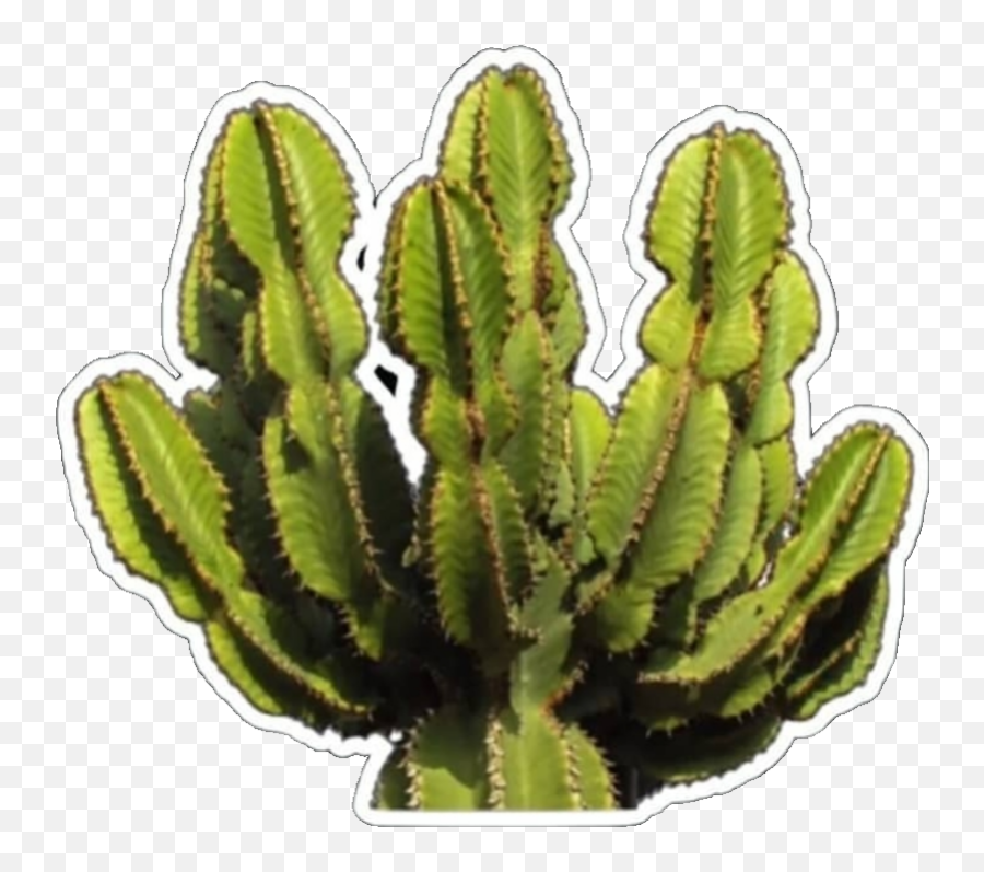 Cactus Green Cool Tumblr Sticker By U207du207d U207eu207e Emoji,Tumblr Cactus Png