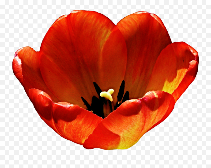 Tulip Clipart Orange - Color Full Size Png Download Seekpng Crocus Emoji,Tulip Clipart
