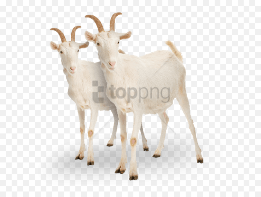 Download Free Png Goat Png Png Image - Saanen Goat Emoji,Goat Png