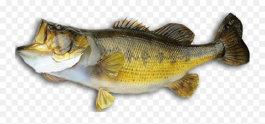 Koloa Bass Fishing - Bass Emoji,Bass Fish Clipart