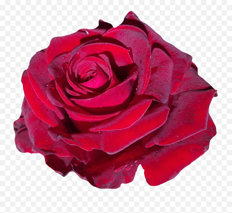 Transparent Background Red Roses Png - Rose Emoji,Roses Transparent