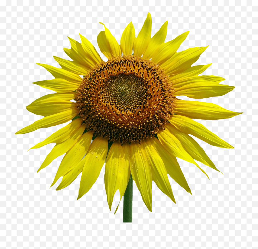 Sunflower Flower Png Image - Portable Network Graphics Emoji,Sunflowers Png