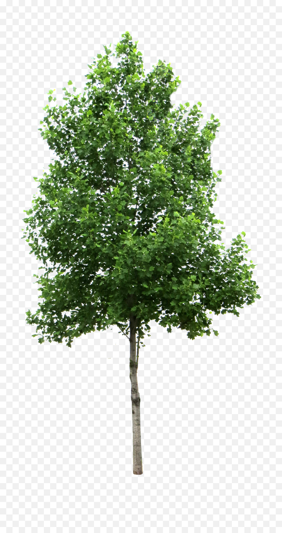 Tree Png - Tree Png Transparent Emoji,Tree Png